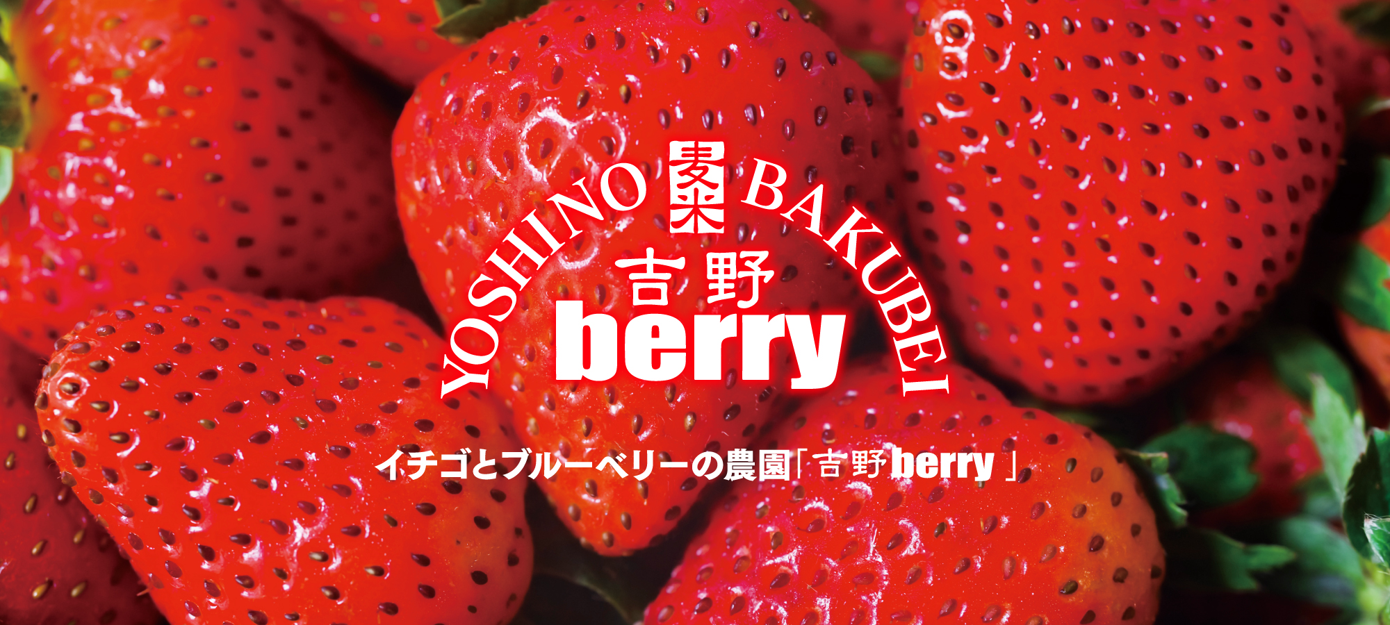 吉野berry・いちご狩りブルーベリー狩り